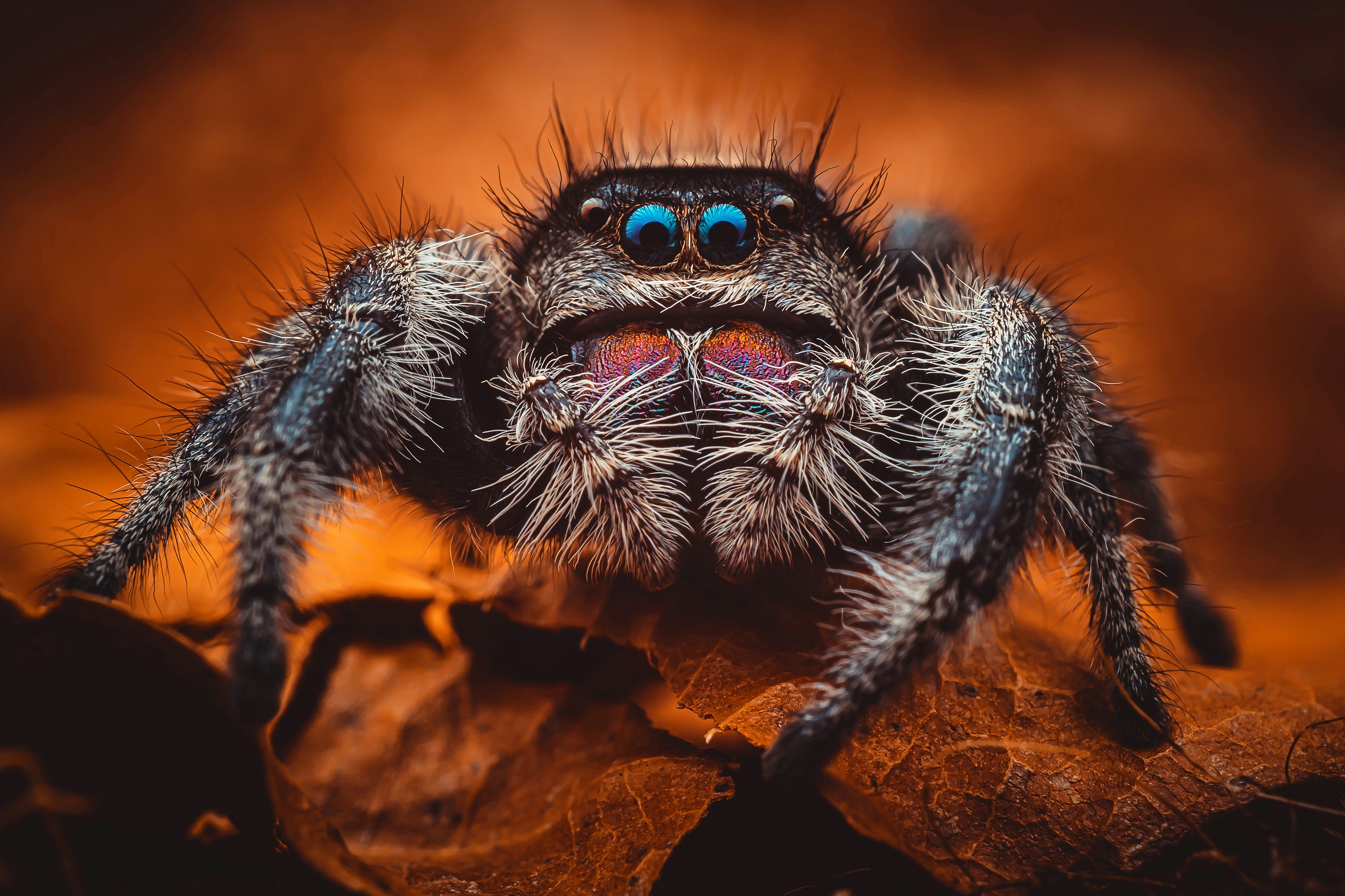Regal-jumping-spider-photo-by-Stewart-Wood.jpg