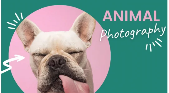 Animal photography - what is the best way to photograph your pet?
